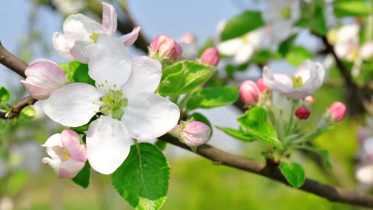 11 Trees That Look Just Like Japanese Cherry Blossom 6 Apple tree