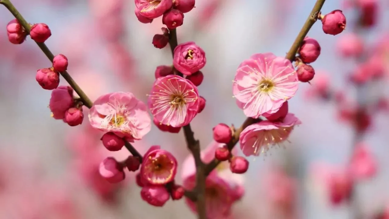 11 Trees That Look Just Like Japanese Cherry Blossom 9 Apricot tree