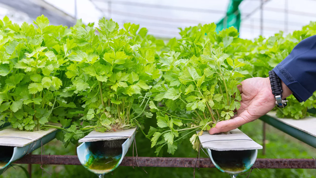 Aquaponics