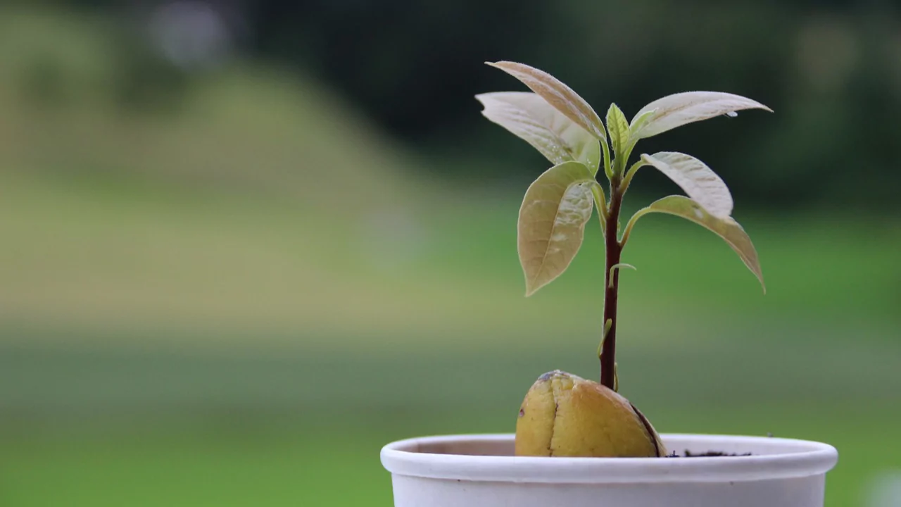 How to Keep an Avocado Plant Small