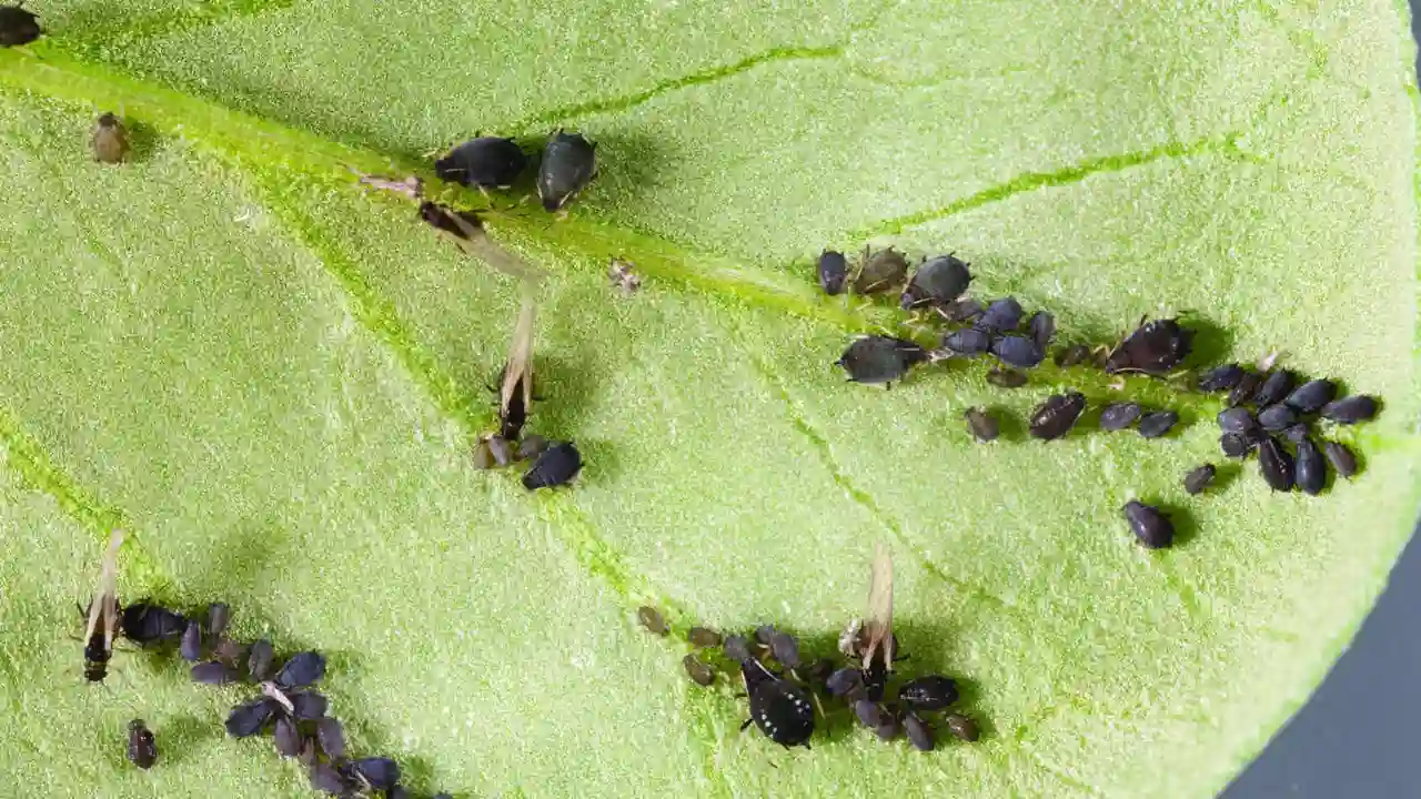 Avoid drowning aphids