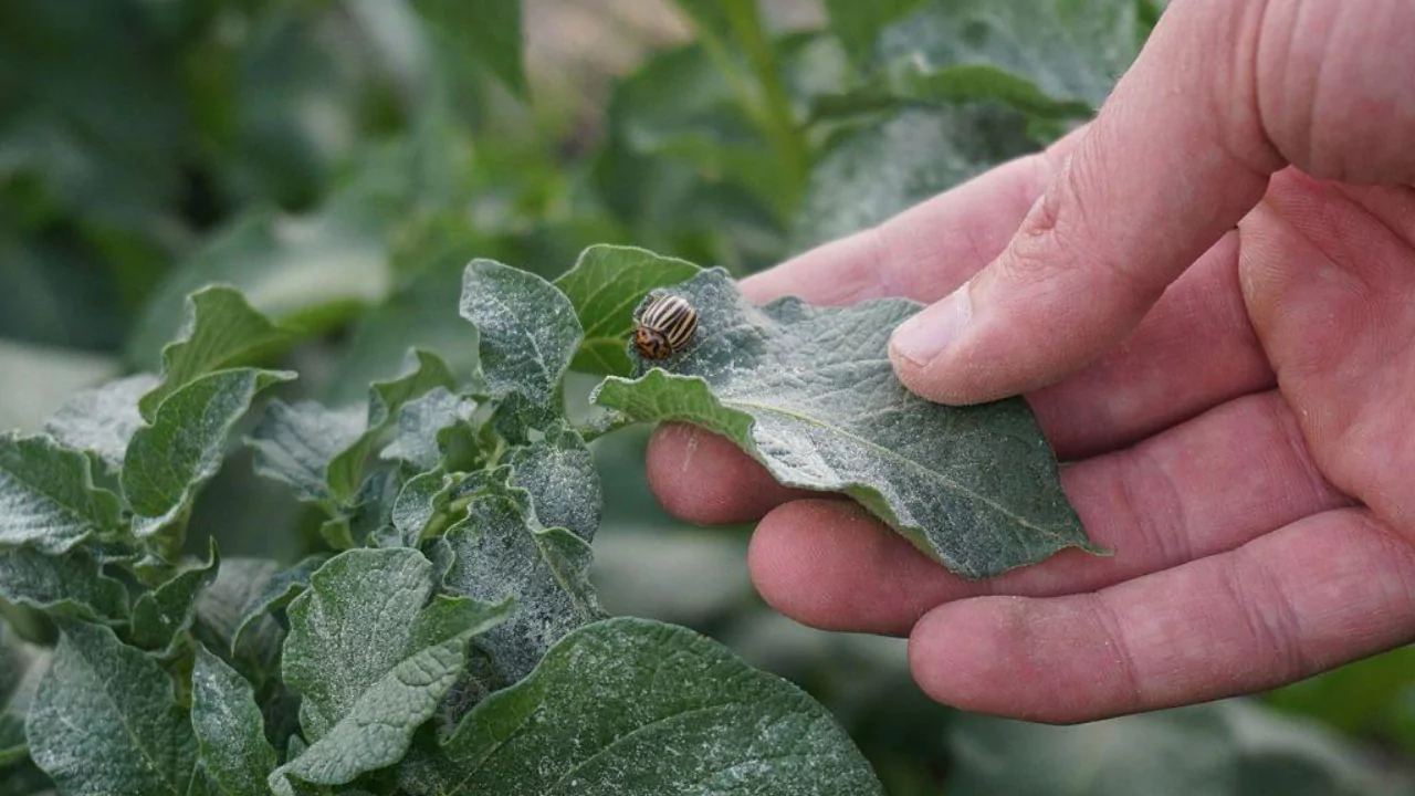 Do Indoor Plants Attract Bugs? 3 Avoid pests near plants