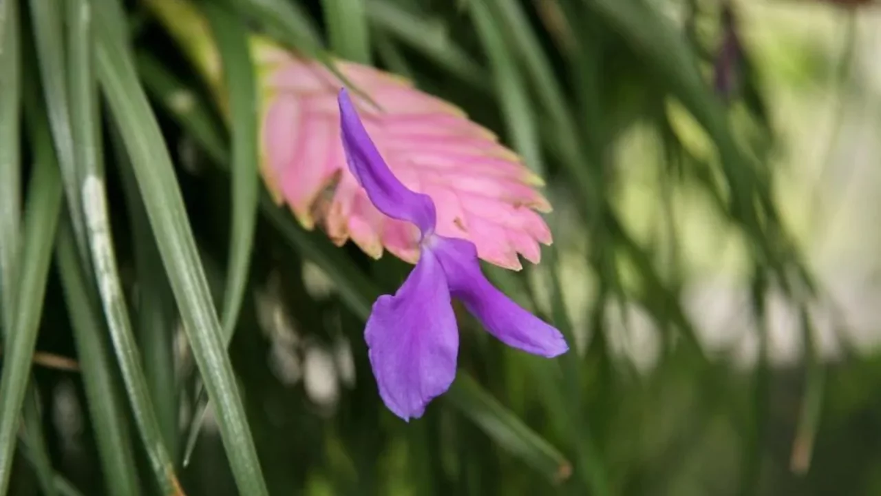 Avoid trimming Pink Quill