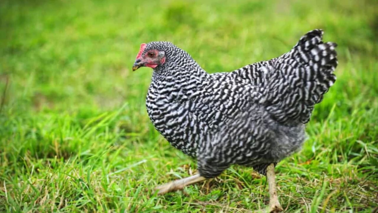 Which Chickens Lay Colored Eggs? 13 Barred Rock