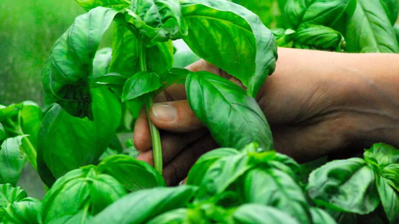 How To Store Basil Seeds 5 Basil leaves 4