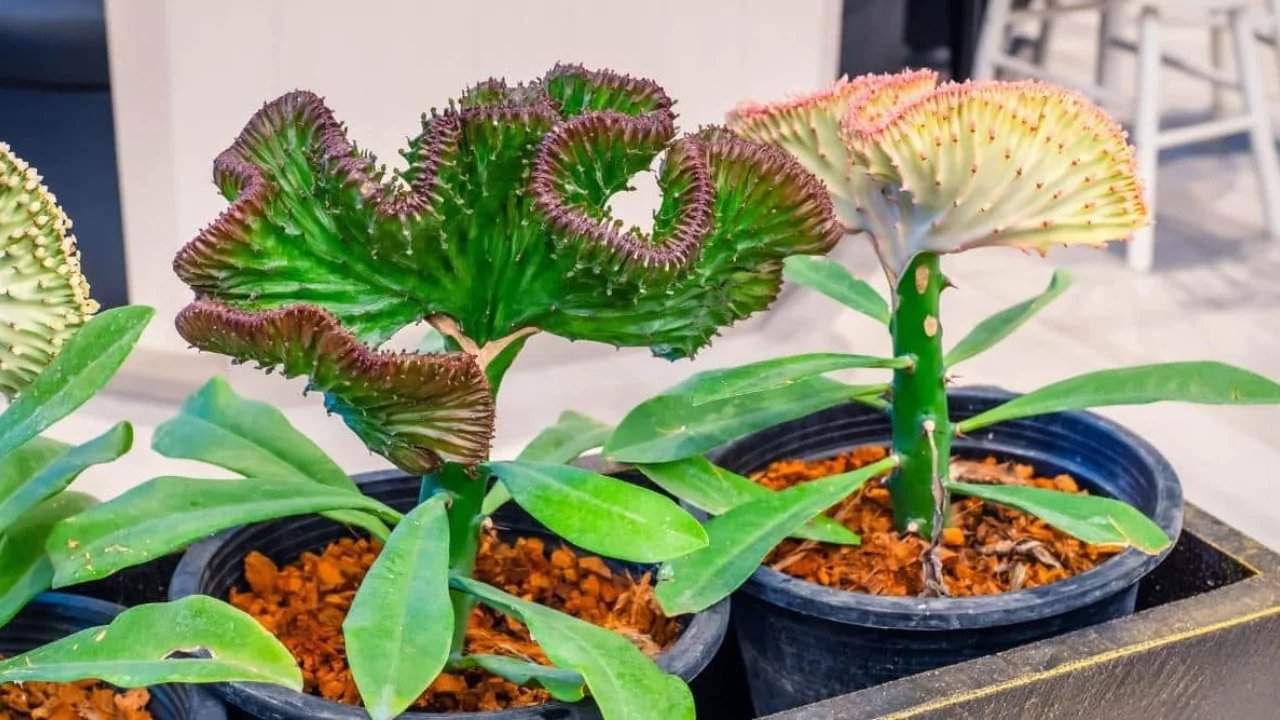 Beautiful Coral cactus