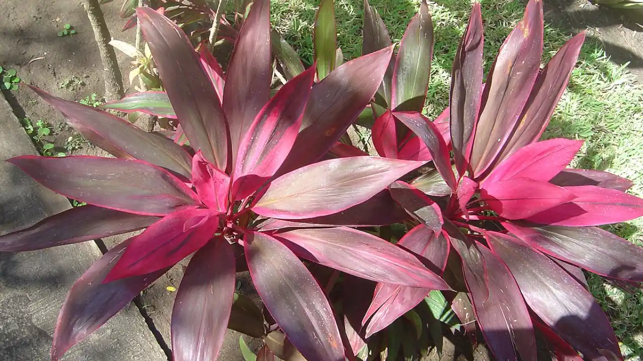 Cordyline Problems: Common Issues and Cures 5 Beautiful healthy Cordyline