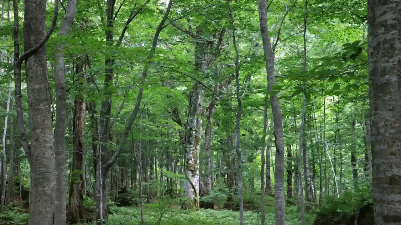 Beech tree