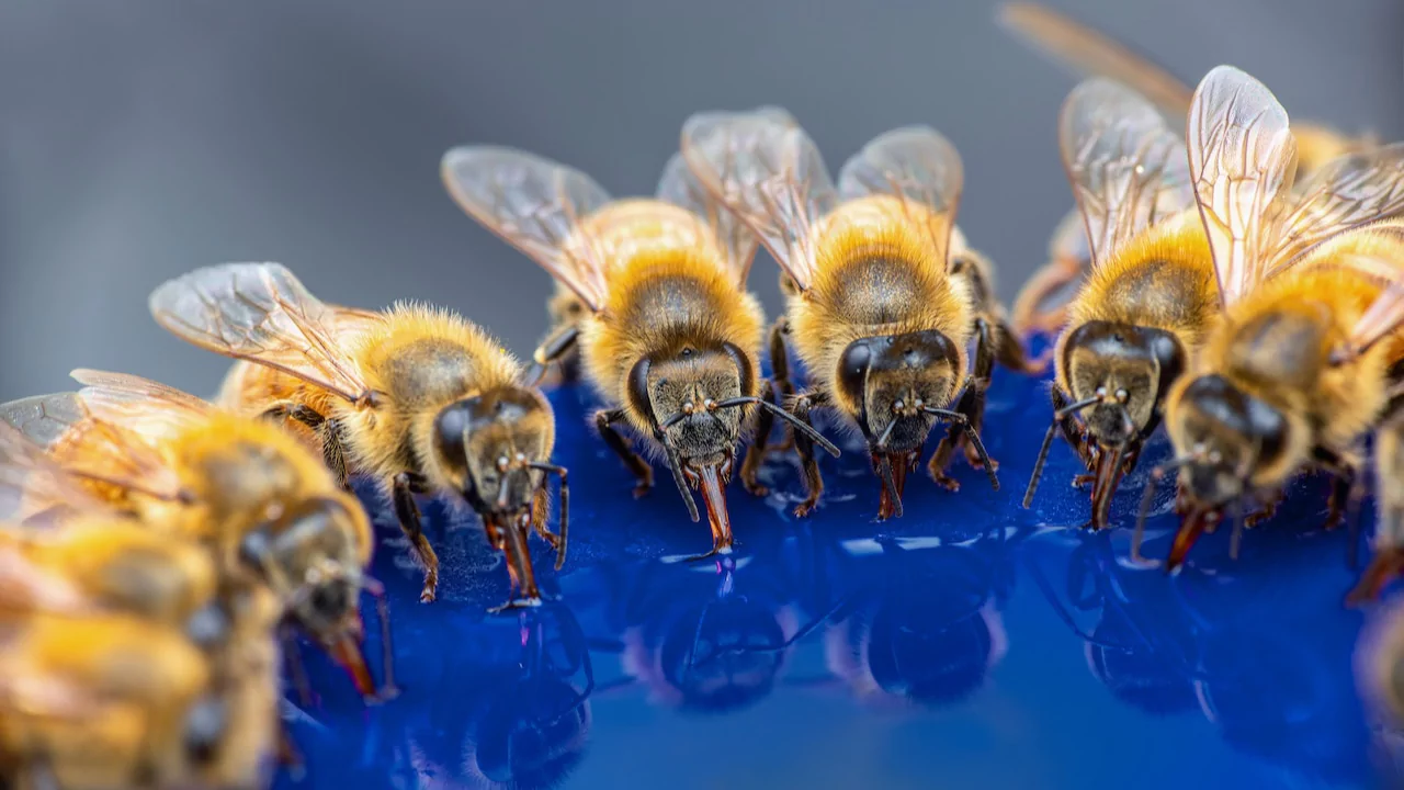 Bees at water station 1