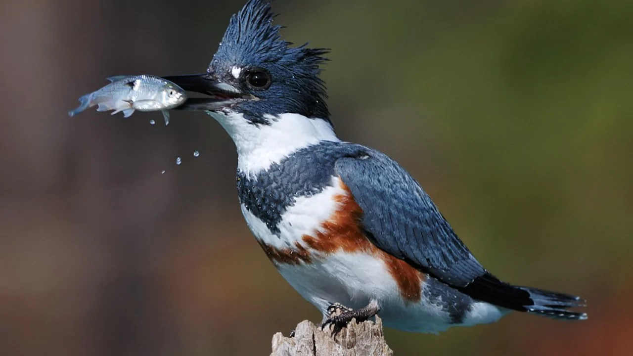 12 Backyard Birds of Ohio 10 Belted Kingfisher 1