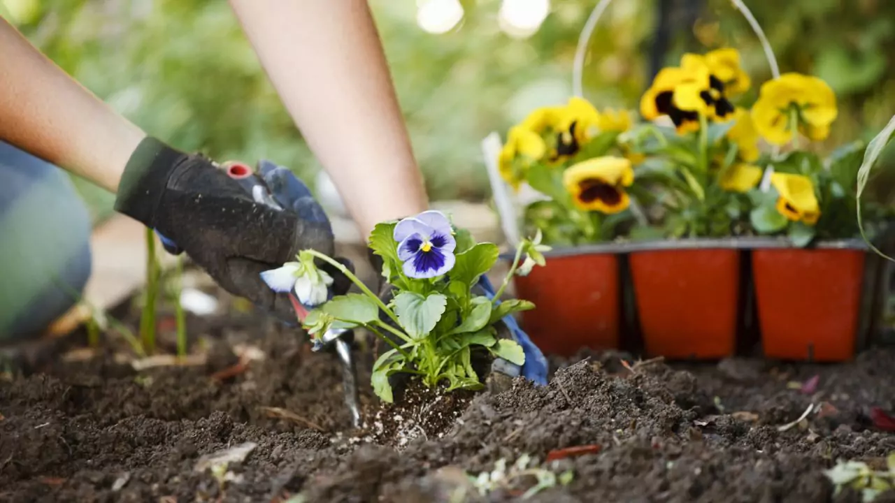 Can You Grow Your Own Wedding Bouquets? 3 Best Time To Plant Flowers