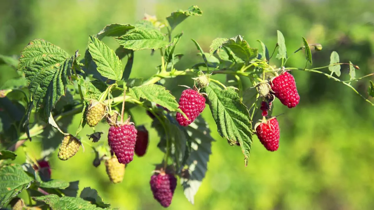 Growers Guide For Raspberries In Texas 7 Best light conditions for raspberries