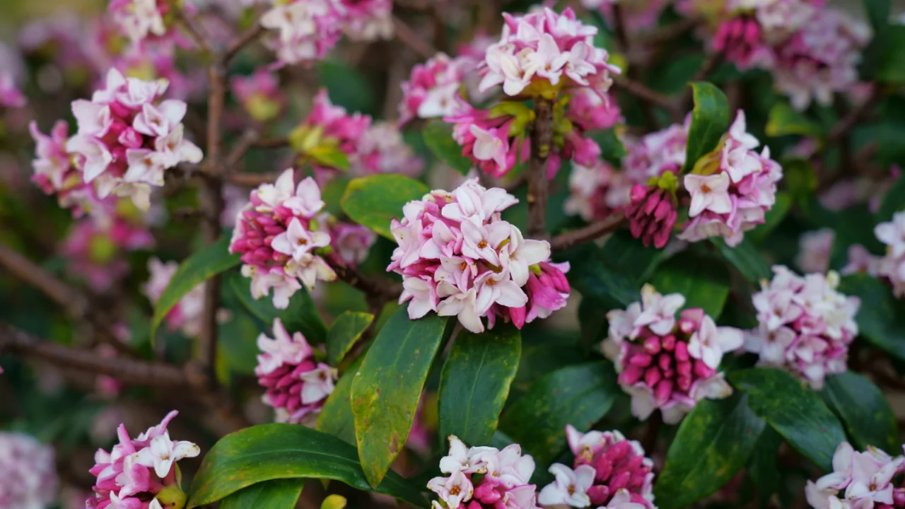 Best smelling shrub flowers