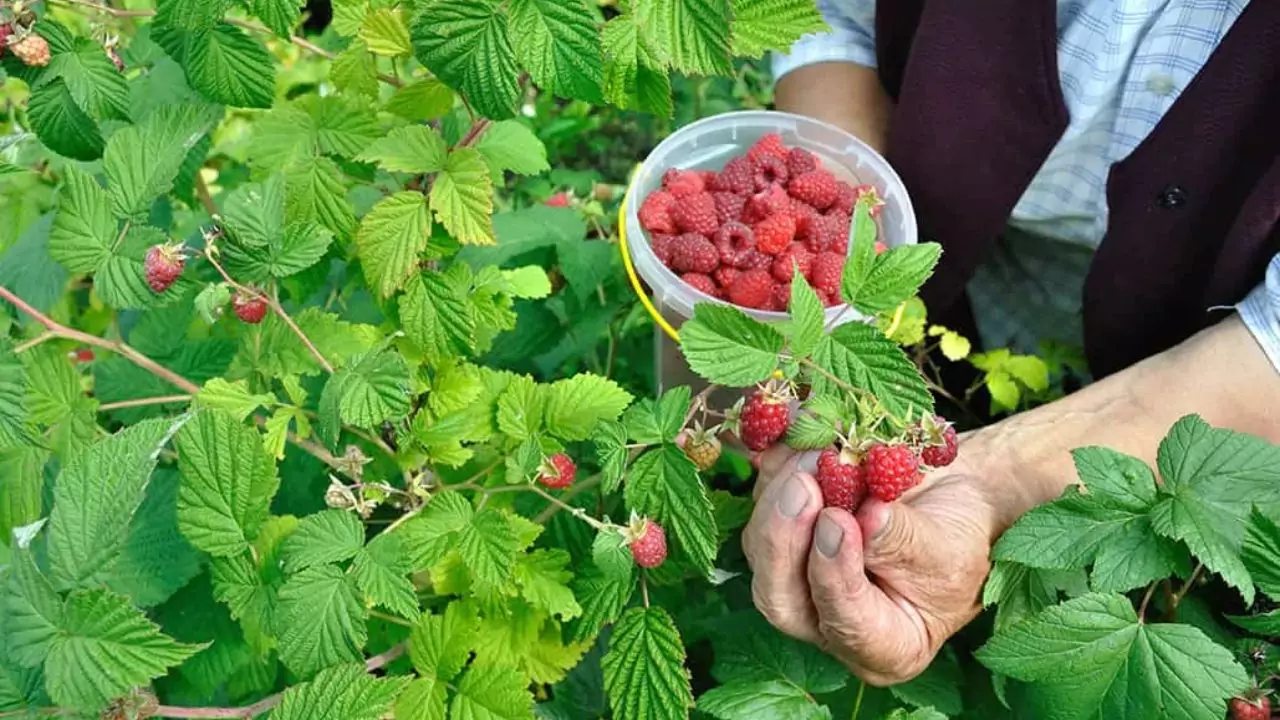 Growers Guide For Raspberries In Texas 3 Best time to plant raspberries in
