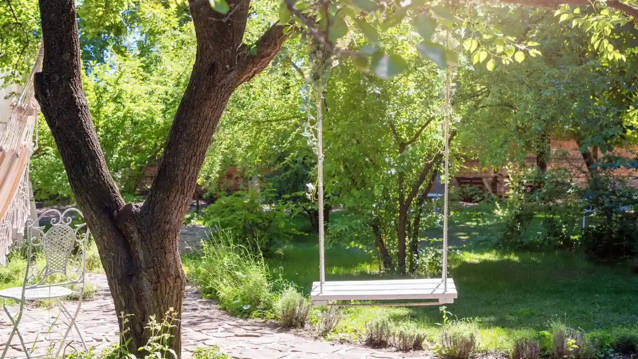What Are the Best Trees to Hang a Swing From? 1 Best trees for swings 1