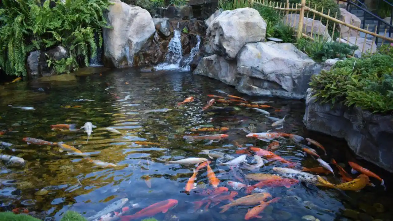 Can you swim in a Koi Pond? 1 Big deep koi pond 1