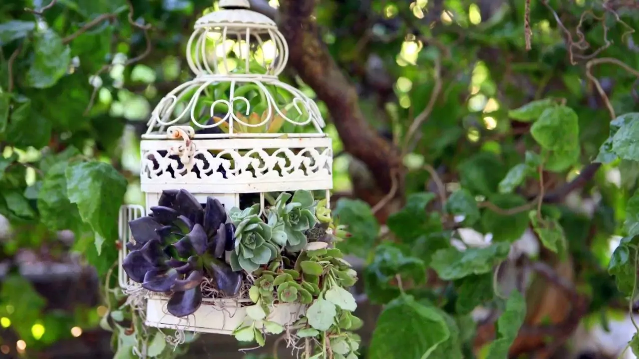Birdcage succulents