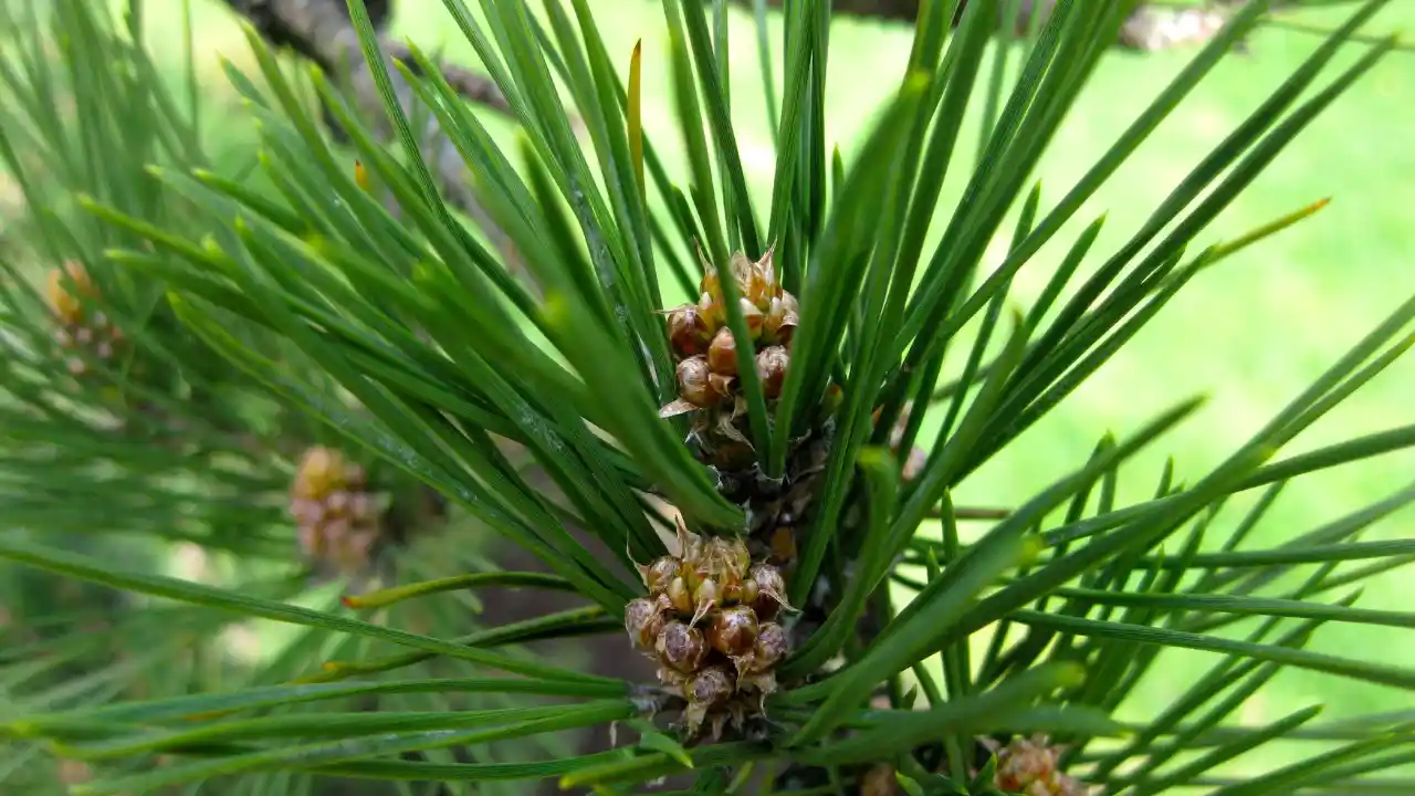 Black Pine Trees