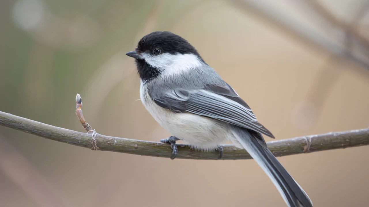 Black capped Chickadee
