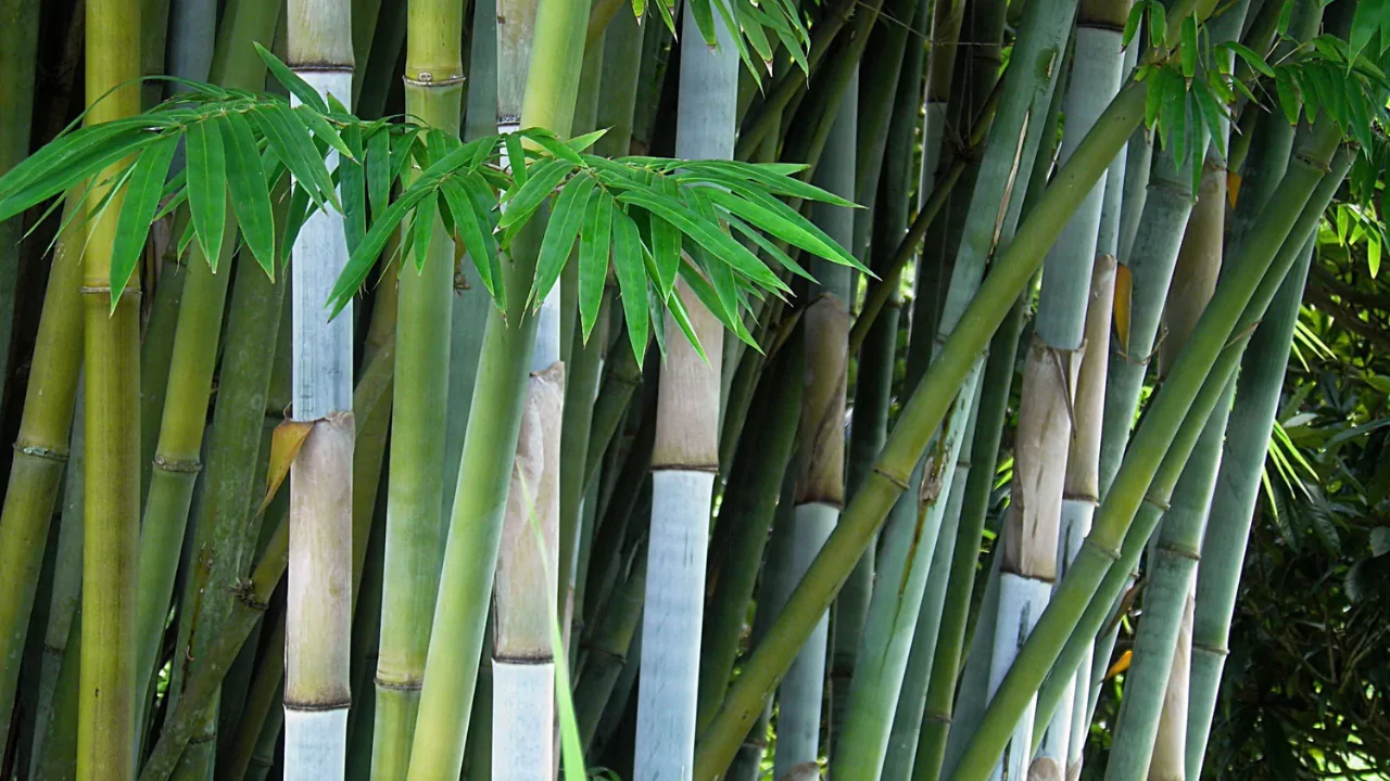 25 Garden Wall Ideas That You’ll Love 4 Blue Bamboo