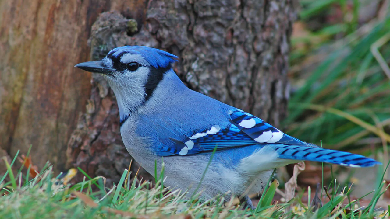 12 Backyard Birds of Ohio 2 Blue Jay