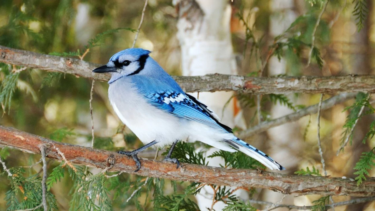 Blue Jays