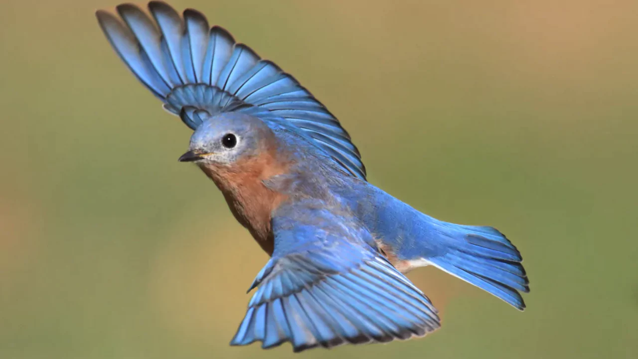Bluebird migration