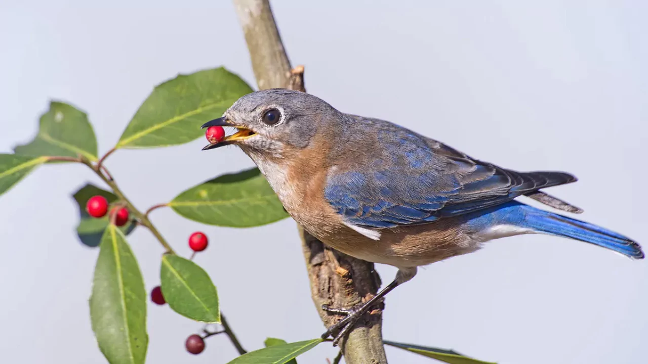 Bluebirds looking for food