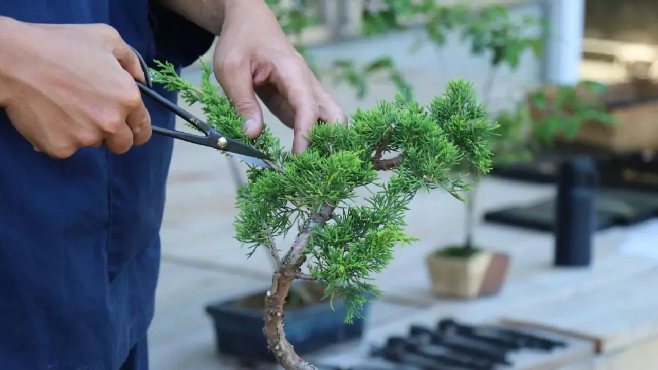 Japanese Bonsai Tools Explained 2 Bonsai branches complete guide