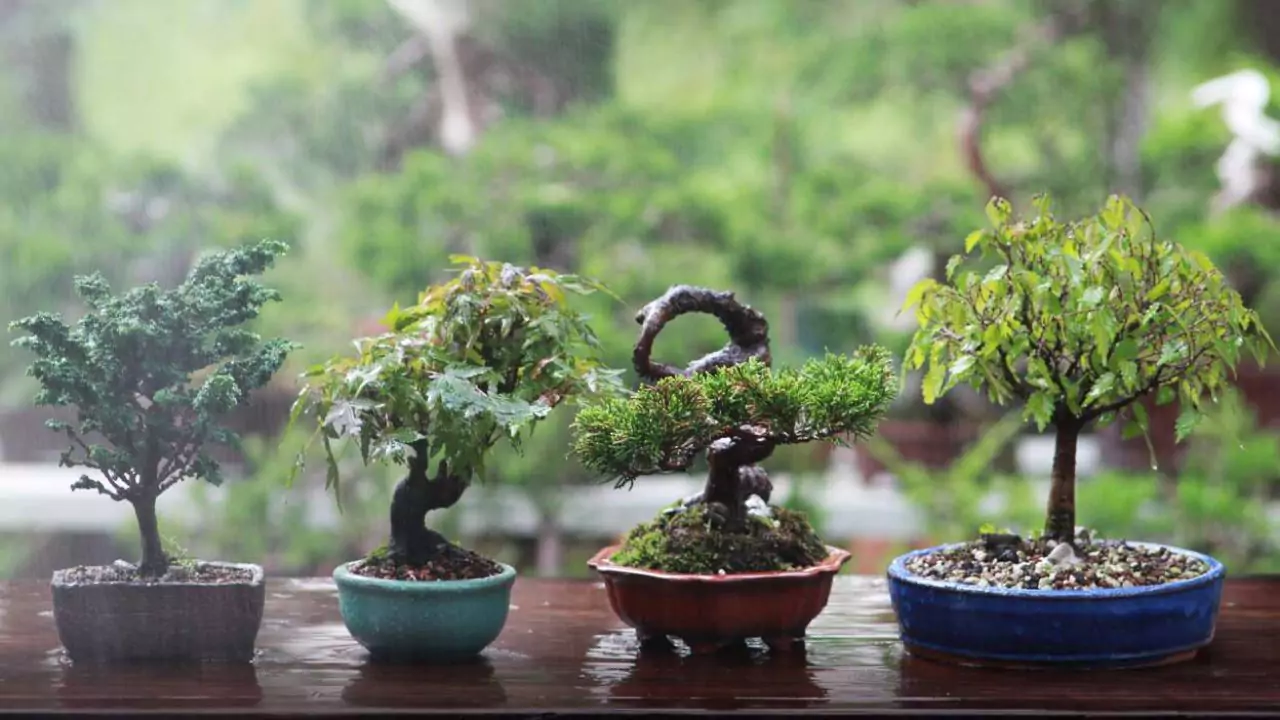 When to Repot Bonsai (What You Should Know) 4 Bonsai tips 1