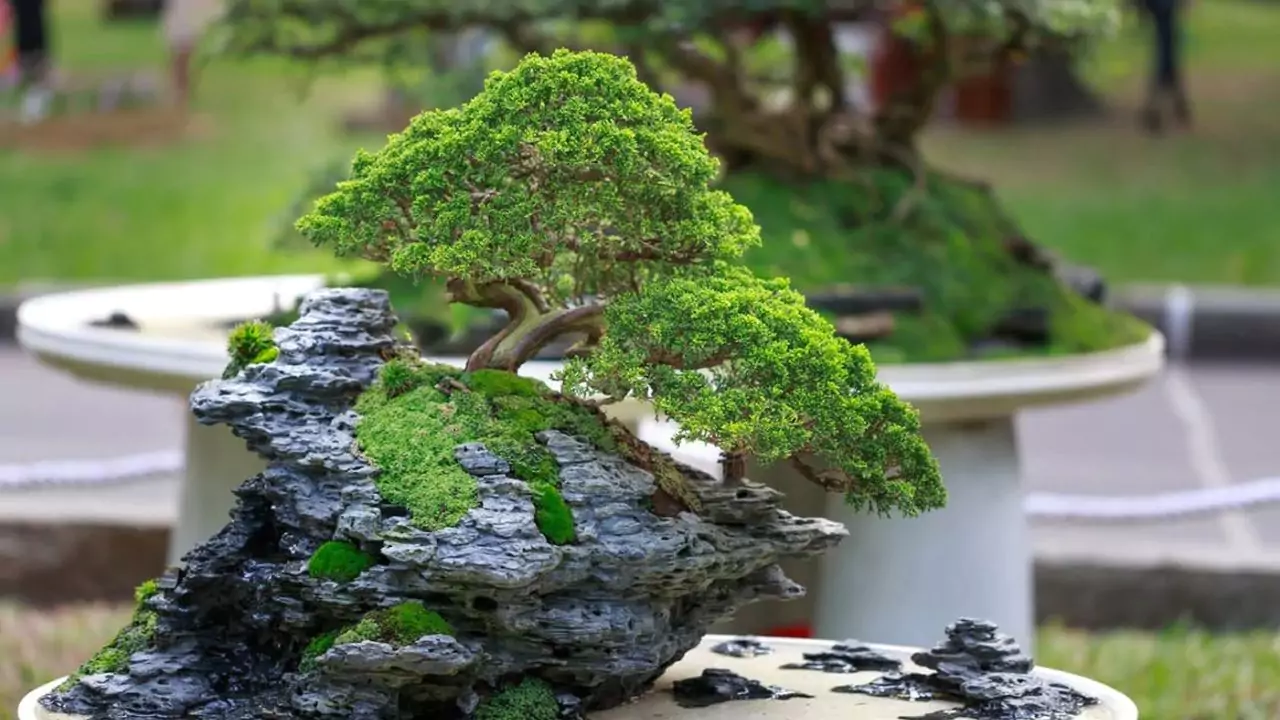 Japanese Bonsai Tools Explained 1 Bonsai tips