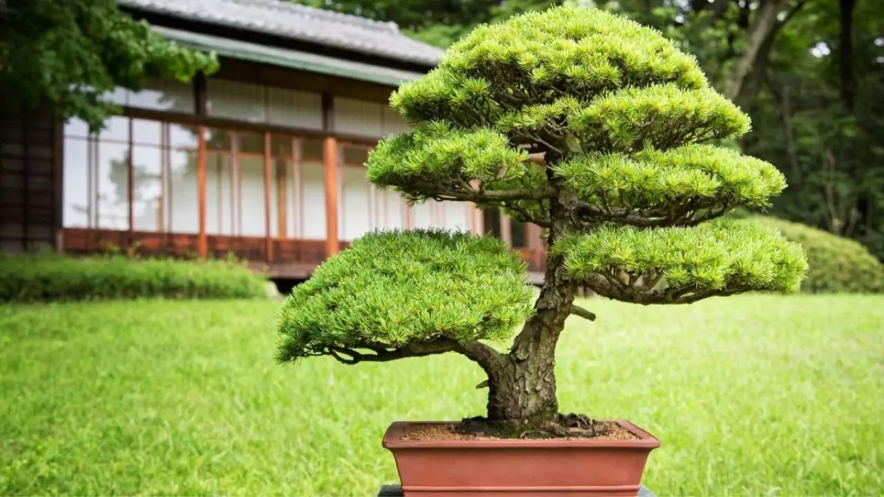 When to Repot Bonsai