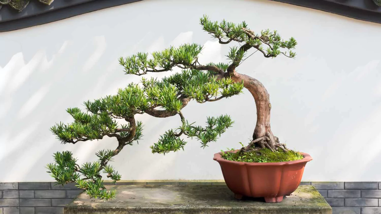 Bonsai trees
