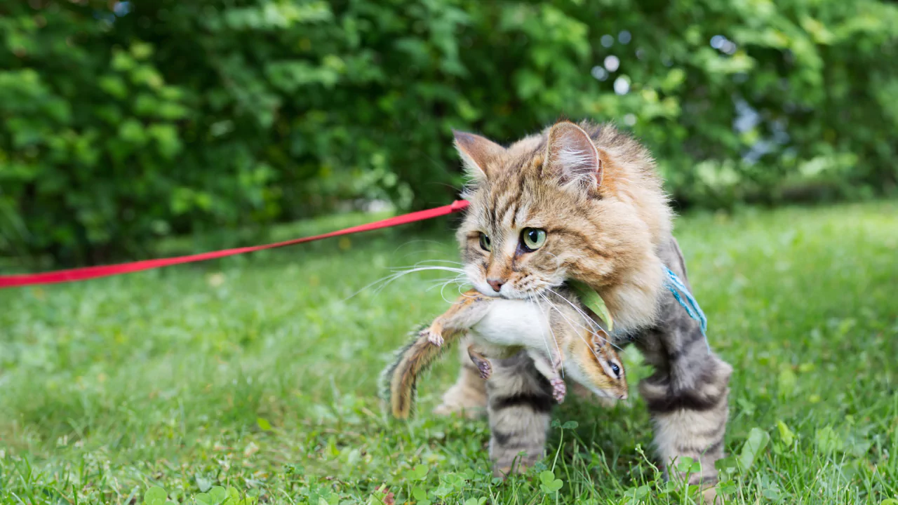 Do Backyard Ponds Attract Rats? 4 Bring in a cat