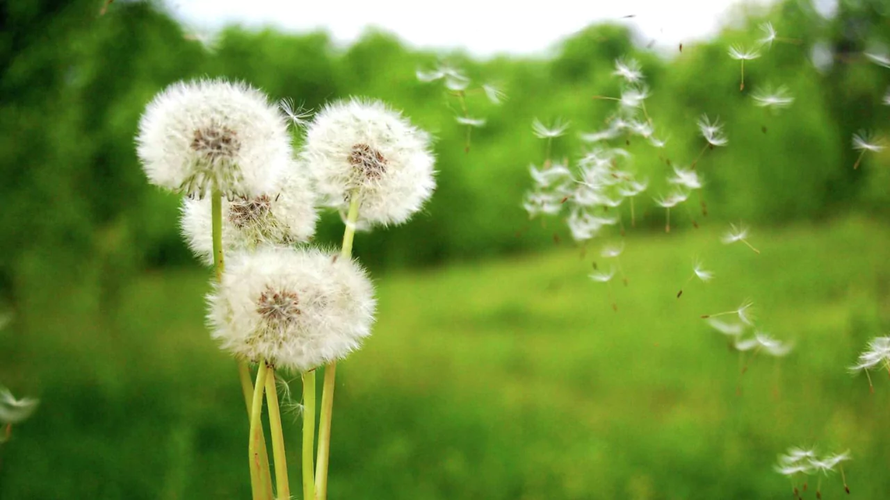 Broadleaf Herbicide