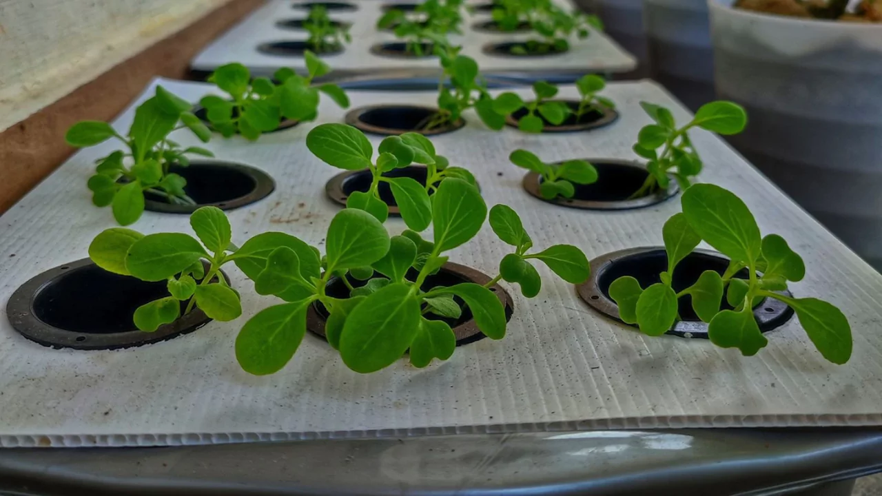 Bubbleponics Vs DWC: Which is Better? 3 Bubbleponics plants