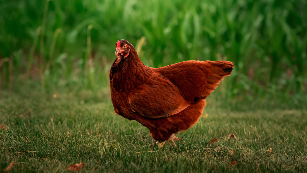 Which Chickens Lay Colored Eggs? 8 Buckeye 1