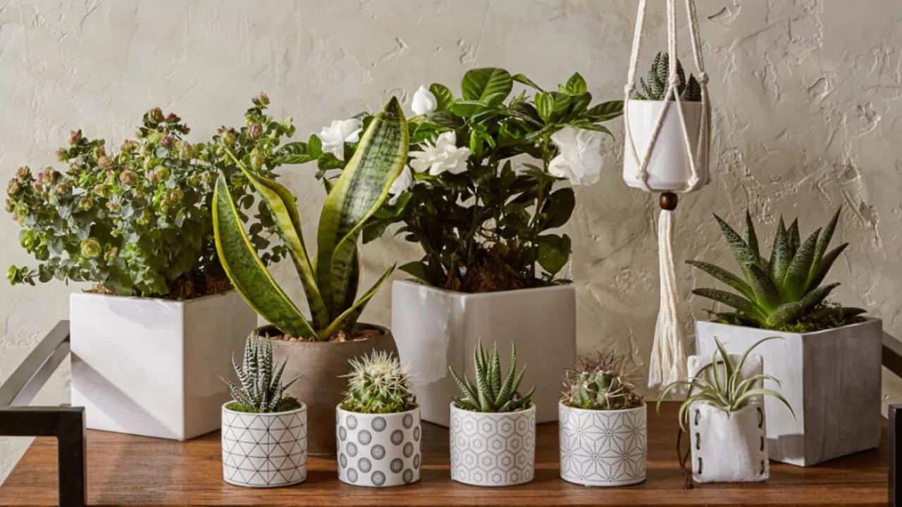 Do Indoor Plants Attract Bugs? 2 Bugs love indoor plants