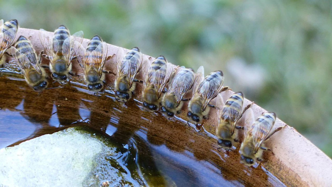 Build bee water station