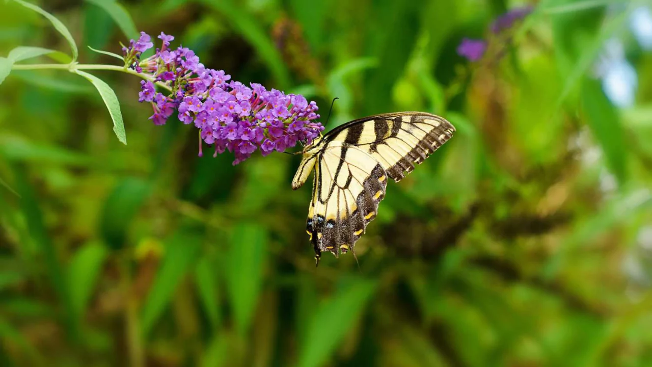 15 Kid-Safe Plants for Play Spaces