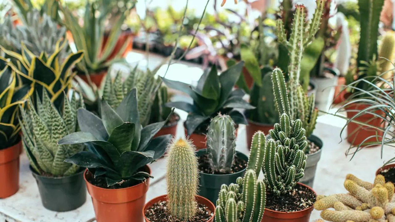 Cacti succulents 1