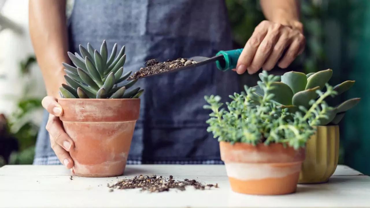 Will Vinegar Kill Succulents? 3 Cactus Soil For Succulents 1