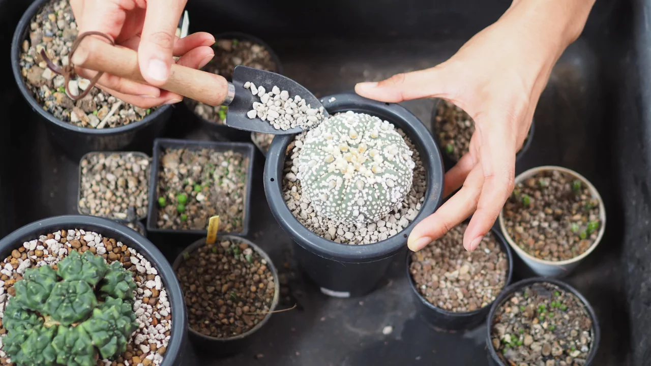 Can You Use Epsom Salt on Succulents? 1 Cactus soil