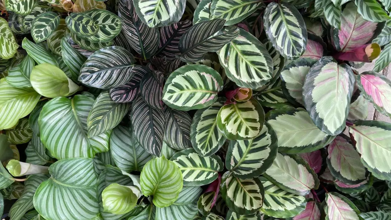 Complete Guide to Growing Calathea Dottie