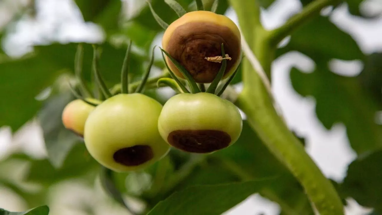 How to Fix Nutrient Deficiency in Aquaponics 3 Calcium deficiency in aquaponics