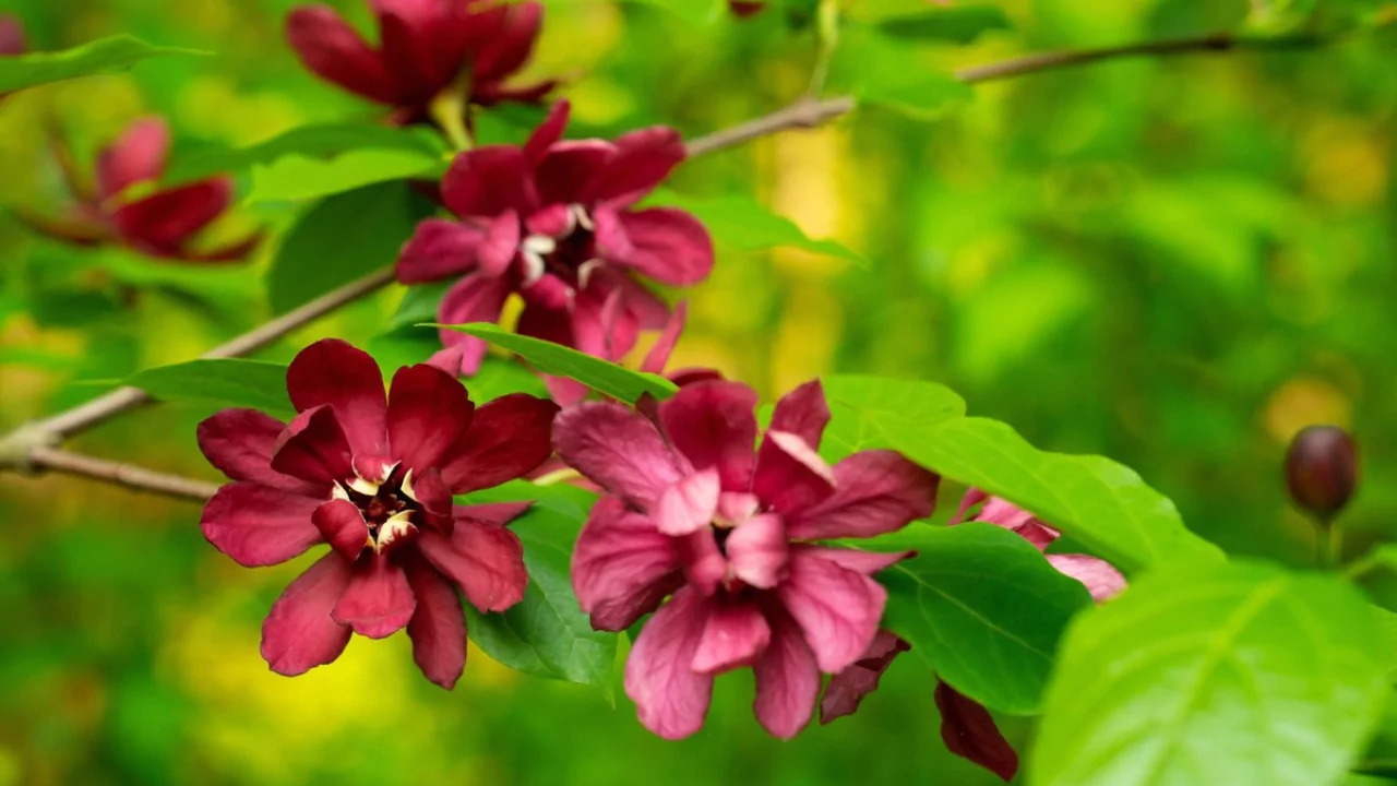 Calycanthus