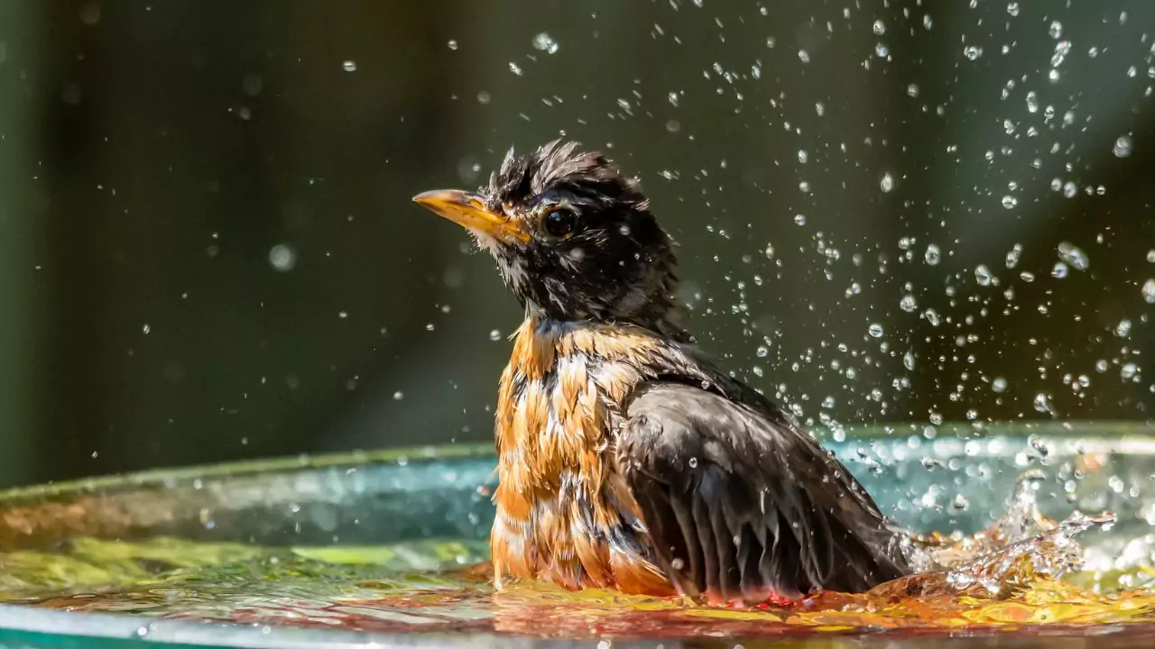 Is Your Bird Bath Too Deep – Will Birds Drown? 1 Can birds drown in a bird bath