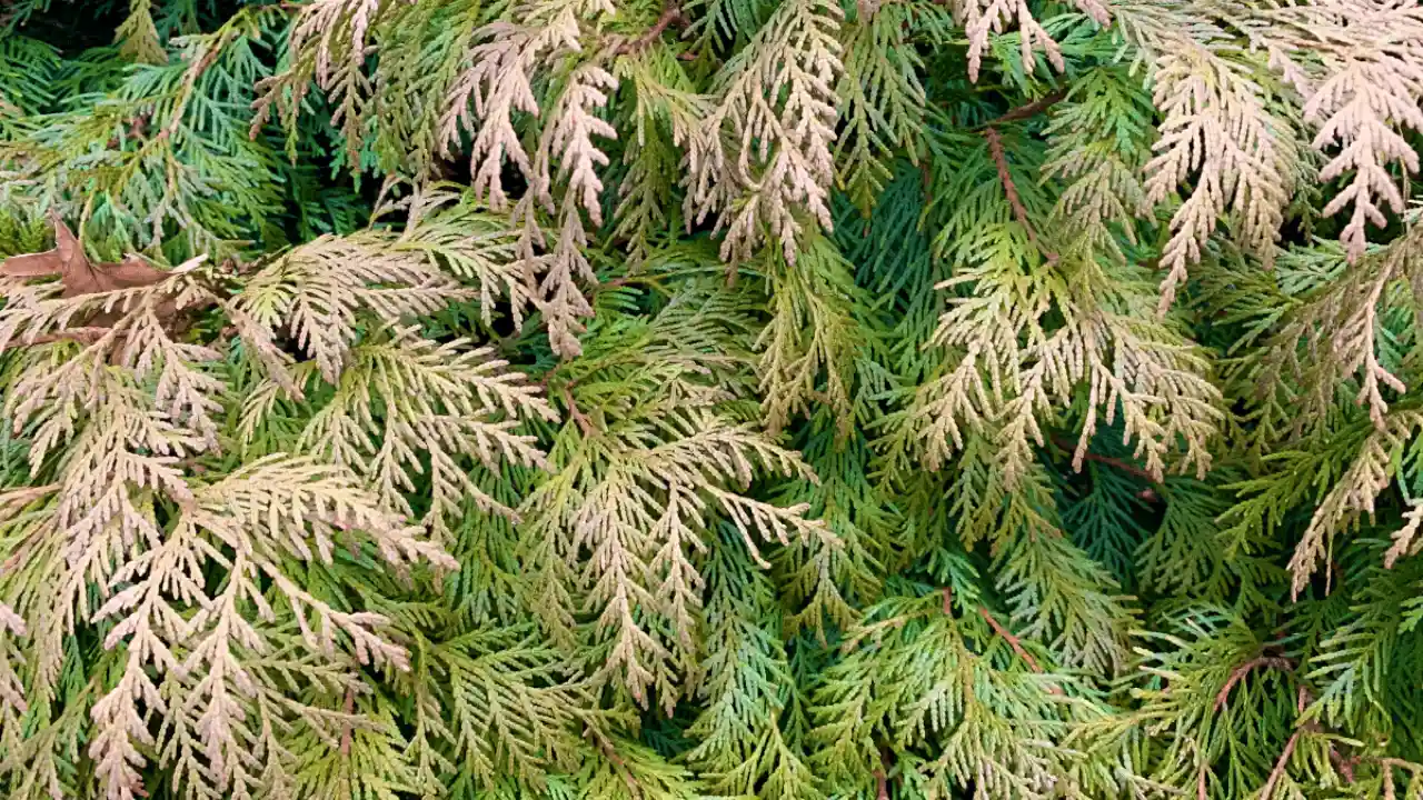 My Guide on How to Revive a Dying Conifer 1 Can you revive a dying Conifer