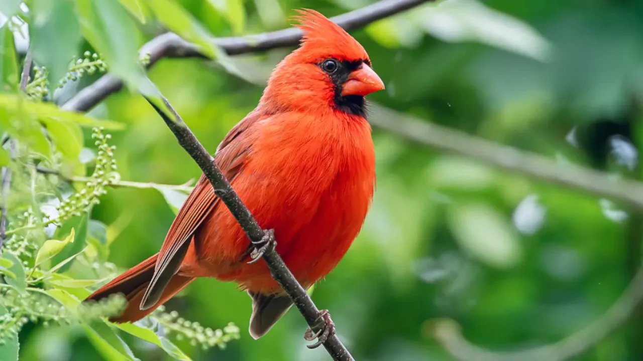 12 Backyard Birds of Ohio 1 Cardinal