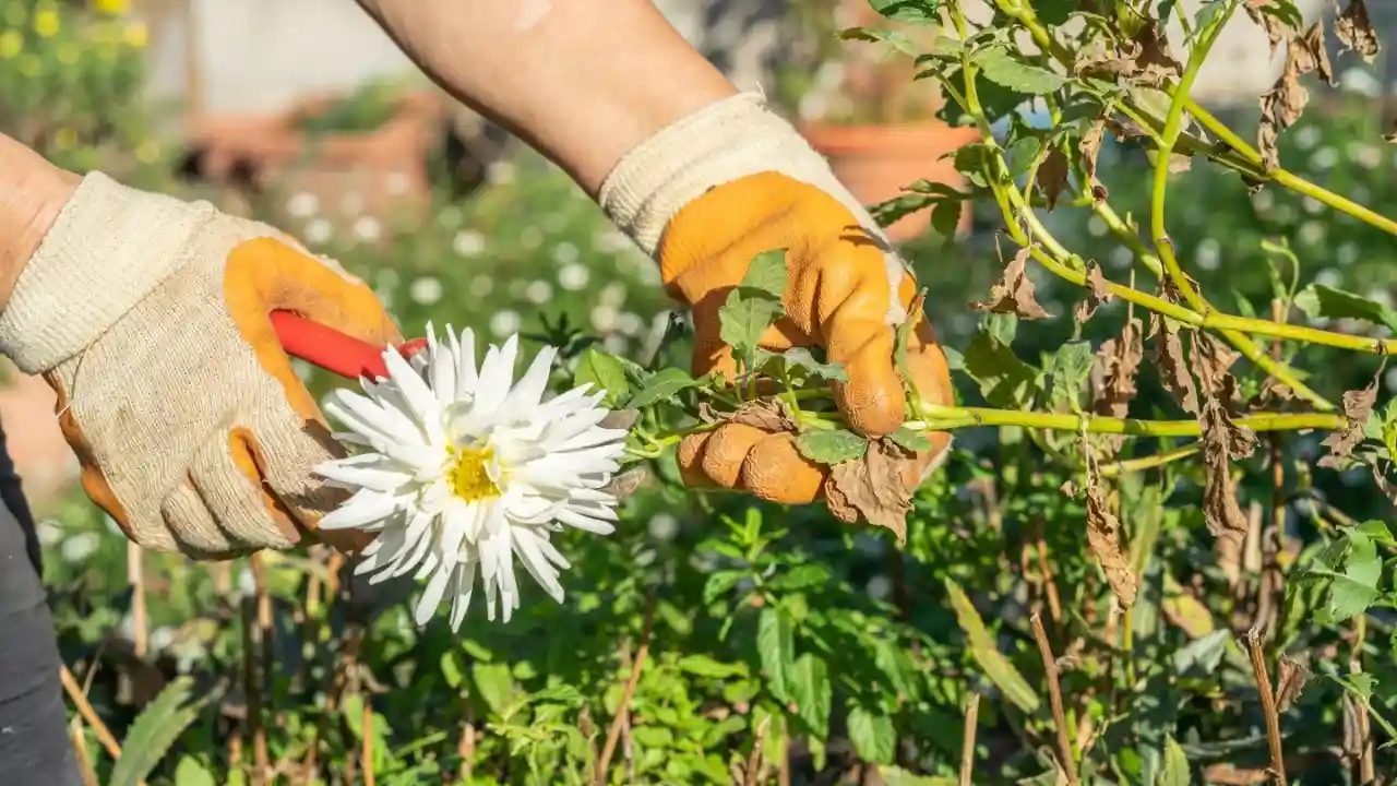 Caring for chrysanthemums